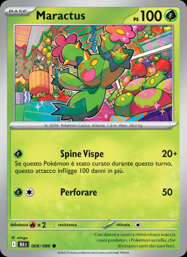 Maractus